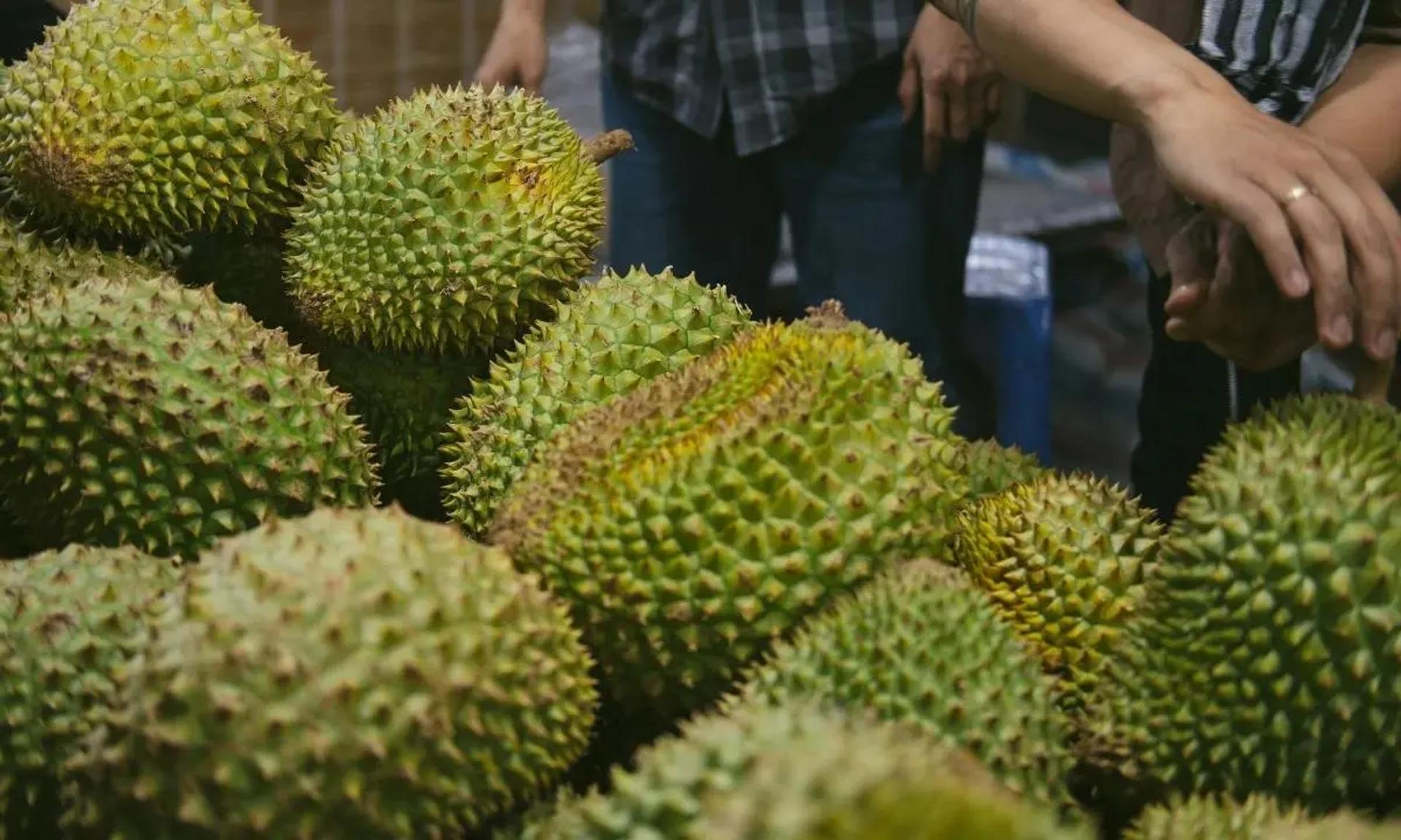One Day JB Durian Tour | Musang King + Premium Durian
