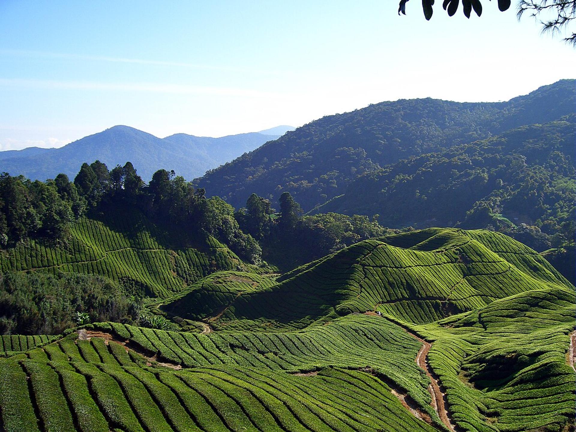 3D2N Cameron Highland Relaxation Escape